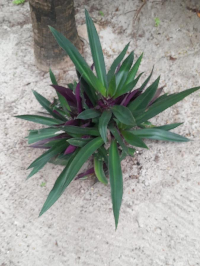פראה Pousada Lotus מראה חיצוני תמונה